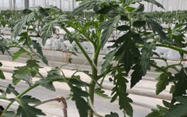 Plant Uzbekistan