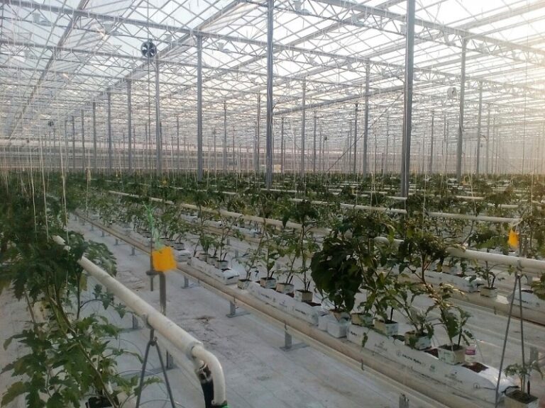 Greenhouse Project 8